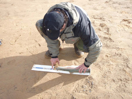 Midiendo una bonita trucha en el lago LLanillo. 047